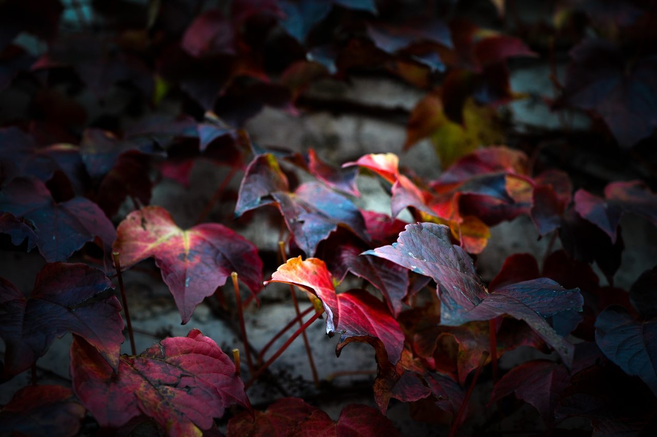 ROSSO AUTUNNO O ROSSO MAZDA? ©lucaromano